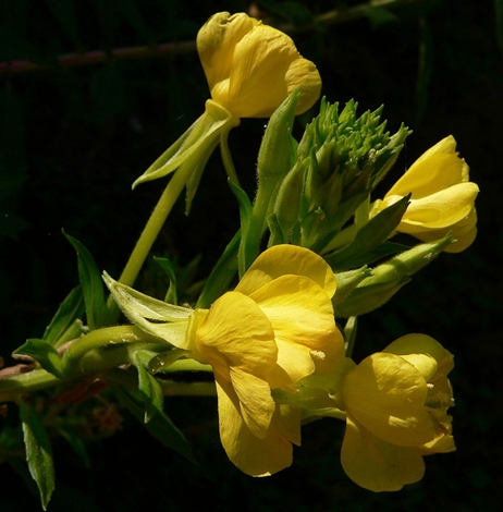 {Oenothera biennis}